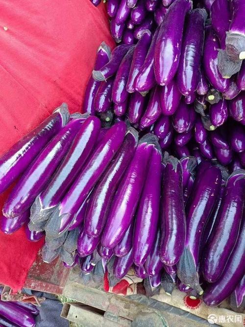 紫长茄 河南紫棒茄子,广茄,大量有货供应.量大质优支持视频看货
