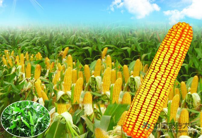 东北年产90万吨玉米深加工可行性研究报告-广州中撰咨询