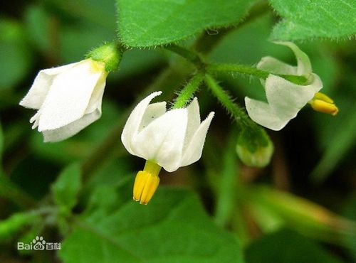 龙葵图片你知道龙葵长什么样呢