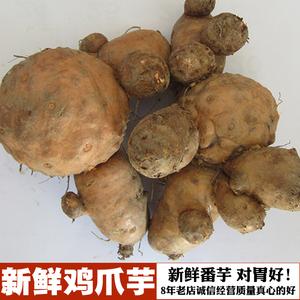 高州土特产/农家自种新鲜鸡爪芋/鞋板芋/南星头/南芋/番芋