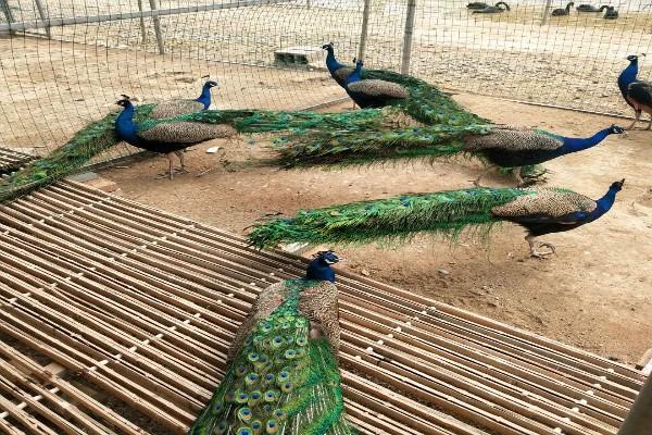 黄山养殖蓝孔雀养殖场
