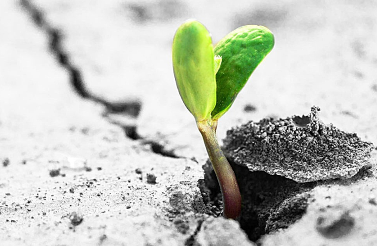 石头吟管它未来如何