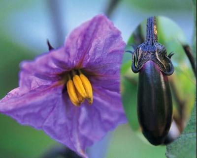 茄子花