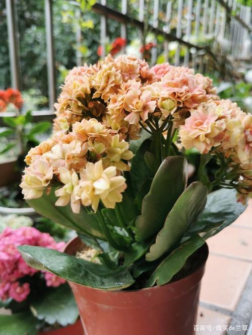 长寿花—朝霞,花如其名,花瓣黄中带粉,有四五层花瓣,花朵大.