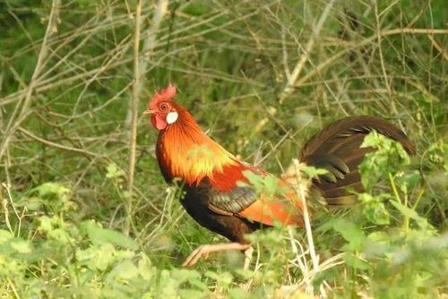共计57种海口国家重点保护野生鸟类名录来了