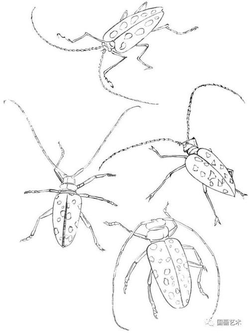 白描天牛画法步骤