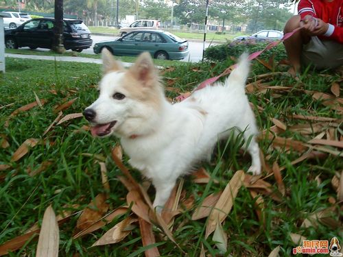 芬兰波美拉尼亚丝毛狗