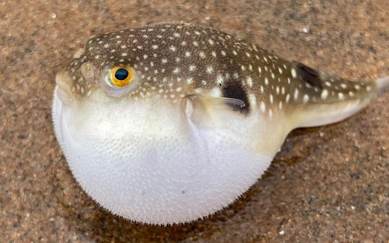 大庆赶海退潮后发现迷你小河豚藏在沙子里生气还可以擦鞋