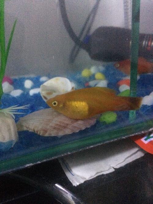 我的月光鱼.大肚子了,在缸底很少动,拉出来的粑粑是白色.怎么回事啊?