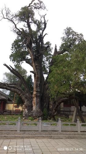 嵩阳书院两千多年的古汉柏