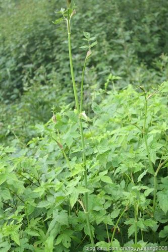 见,7月中开始花期,高6-7十公分,伞形科当归属,但不是拐芹当归(不挺拔