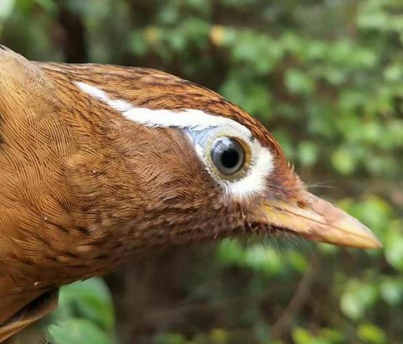 如何从画眉鸟的"眉花",分辨鸟的好坏