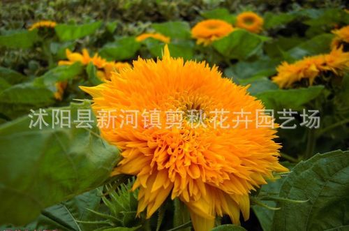 彩色向日葵美国矮大头:晨光向日葵:迷你向日葵:小黑熊向日葵:油葵