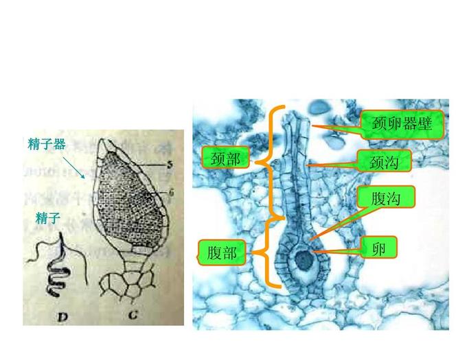 颈卵器壁 精子器 颈部 颈沟 腹沟 精子 腹部 卵