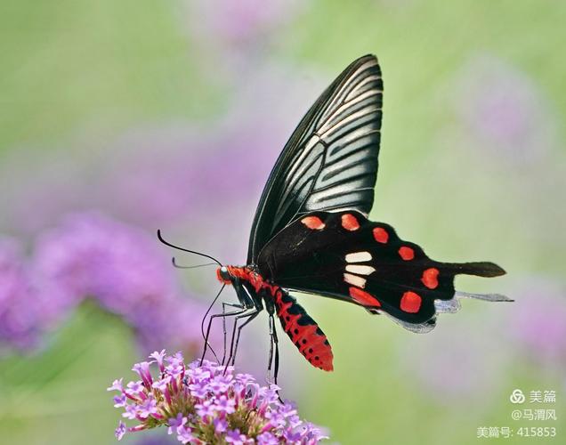 多姿多彩的红珠凤蝶