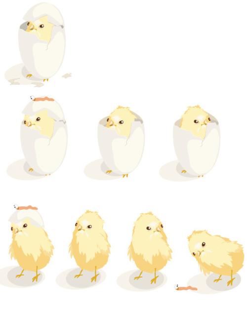 小鸡孵化过程中的矢量素材