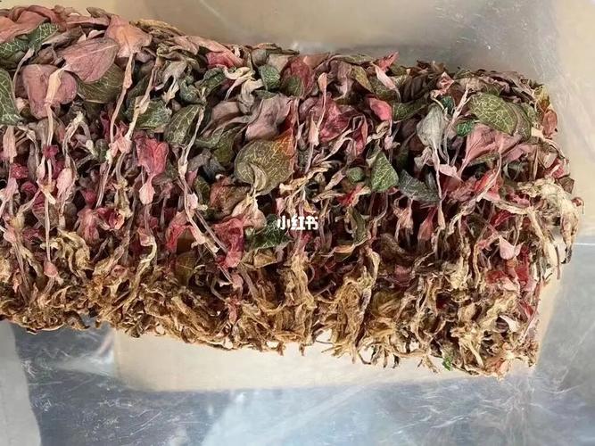台湾顶级红叶金线莲,新货到!