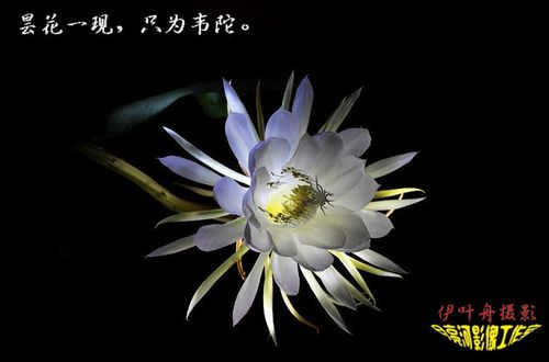 昙花一现,只为韦陀