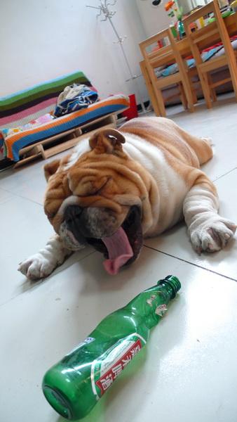 turkey醉酒