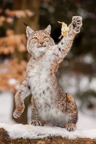 wild cat species