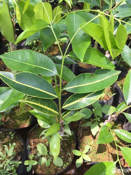 奇楠沉香树 奇楠黄金叶,凤凰尾品种纯正量少 高颜值欣赏