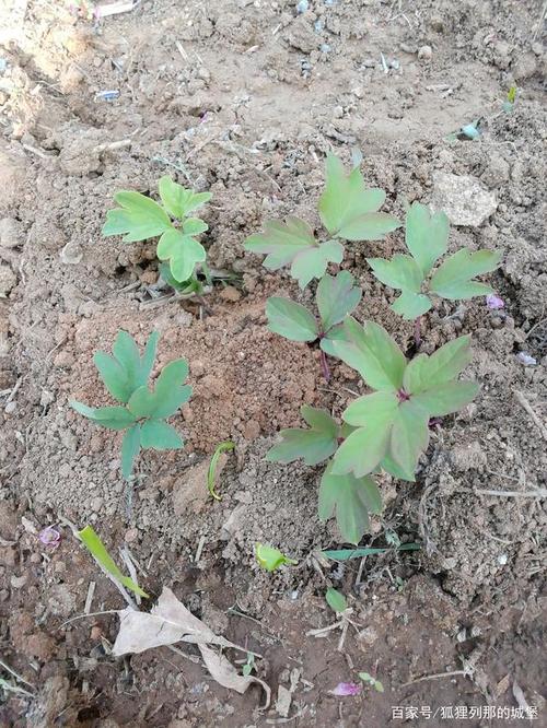 牡丹花的幼苗图片欣赏