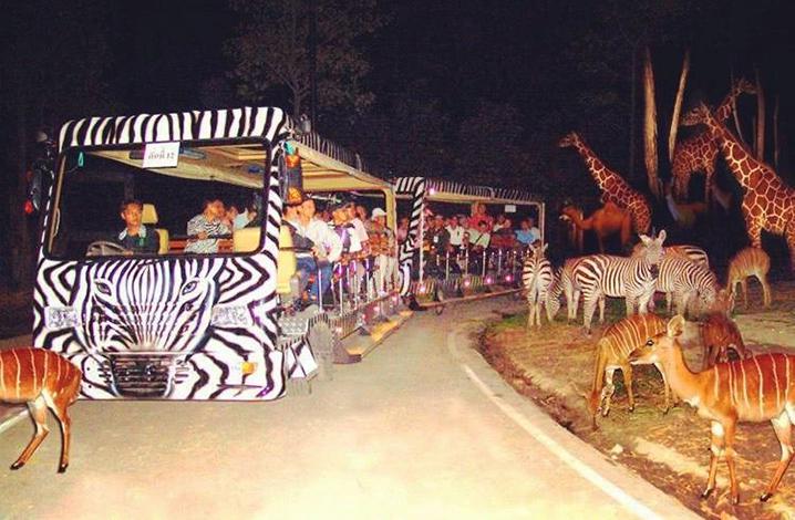 夜间动物园(chiang mai night safari)