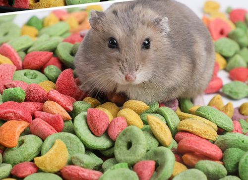 仓鼠能吃什么蔬菜?