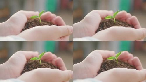树叶 土壤 小苗 树苗 叶子 手捧土壤