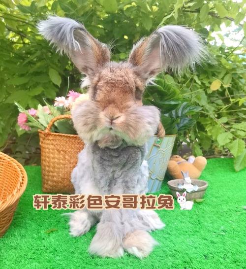 英系彩色安哥拉兔宠物兔子活体盖脸猫猫兔狮子兔网红兔安哥拉大兔