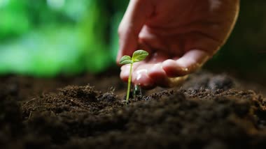 手捧水浇灌小树苗成长