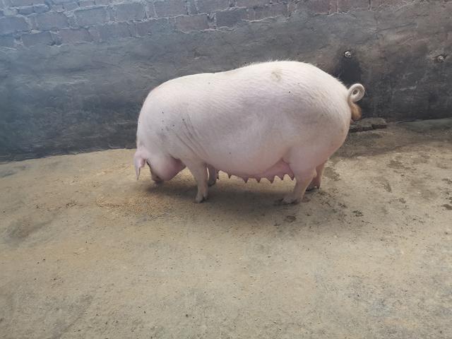 新手养猪,怀孕母猪怎样养