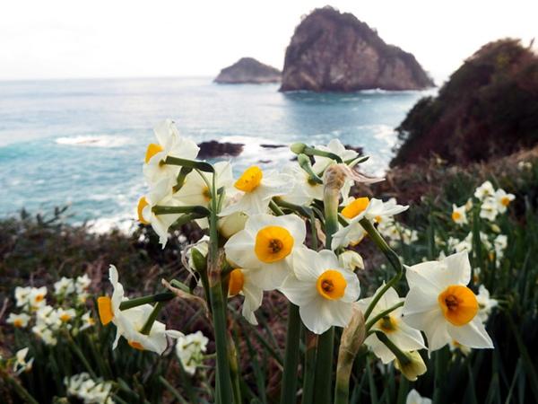 1月13日电:日本岛根县隐歧岛町海岸边的水仙近日开放