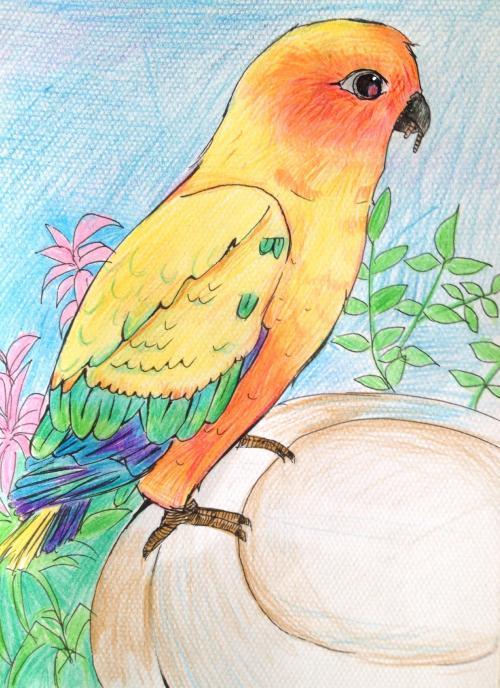 简笔画鹦鹉涂什么颜色