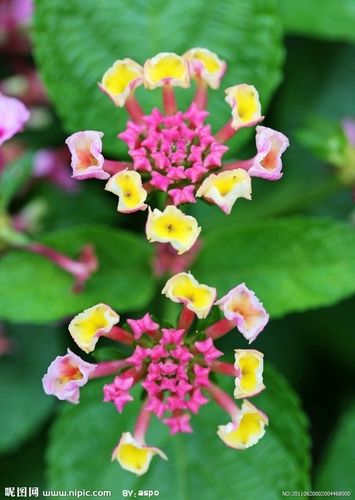 五色梅摄影图__花草_生物世界_摄影图库_昵图网nipic.