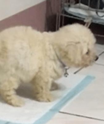 真是什么事情都做得出来 比如今天要讲的这位主人 居然连狗砸拉屎都