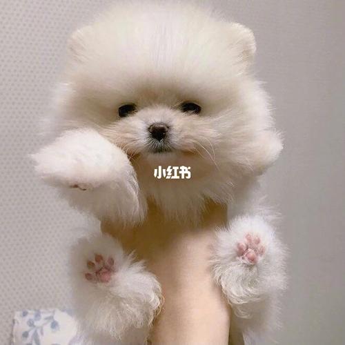 毛茸茸傻乎乎の奶团子_宠物_我家宠物好可爱_宠物_狗