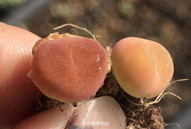长期出售毛汉尼 吕氏红宝石 水蜜桃喜欢的亲可以加我微信13521886885