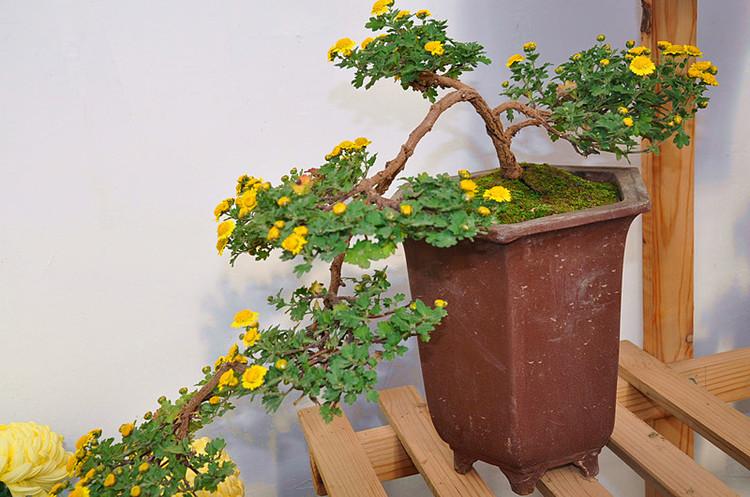 【原创】七绝*盆景菊