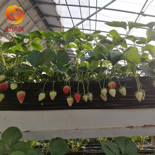 咖啡草莓苗价格-昆明咖啡草莓苗-乾纳瑞农业(在线咨询