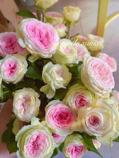 多头冰淇淋玫瑰 我最喜欢的泡泡玫瑰 没有之一