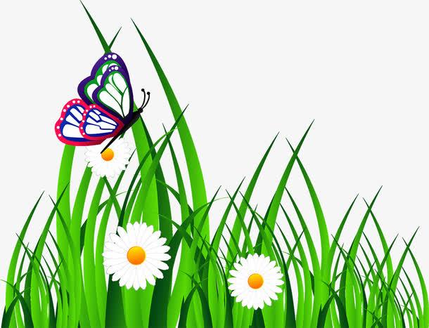 小草,绿草,草地,菊花,花朵,蝴蝶