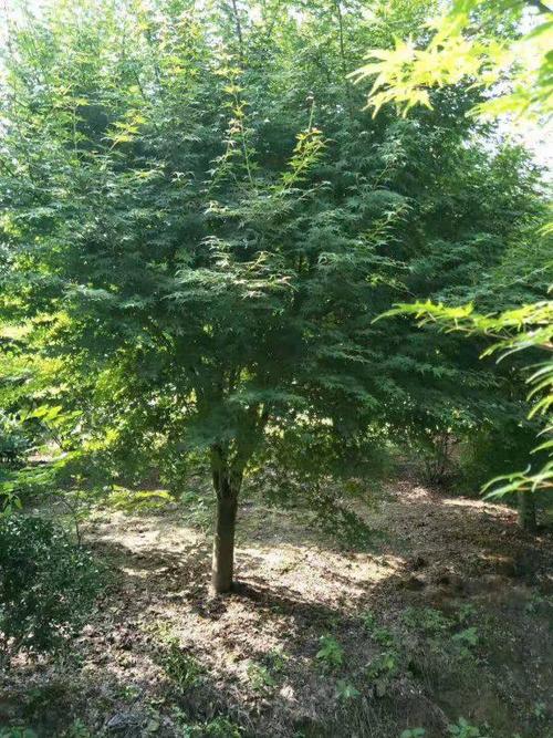 一年生鸡爪槭小苗价格 1米高鸡爪槭小苗价格_绿化苗木_--西北苗木网