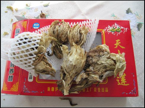 圣洁之花——天山上的雪莲