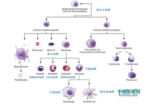 巨噬细胞的起源2注:本文显微镜配图,模式图和电镜图,图片的放大倍率和