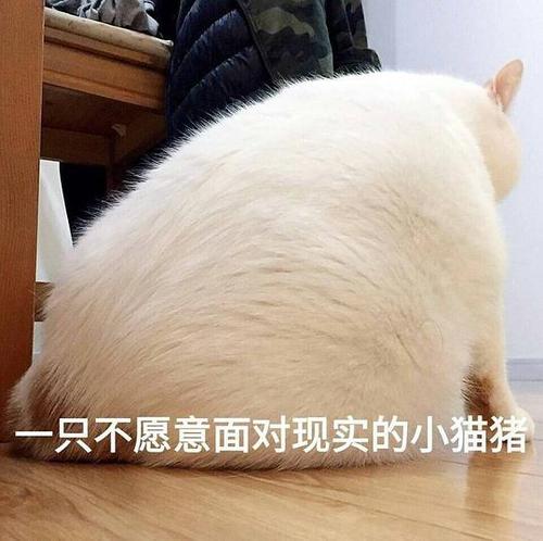 团子小金刚的相册-圆滚滚表情包