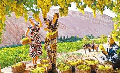 吐鲁番市高昌区艾丁湖乡庄子村,村民阿迪拉·吐尔逊正忙着采摘葡萄,"