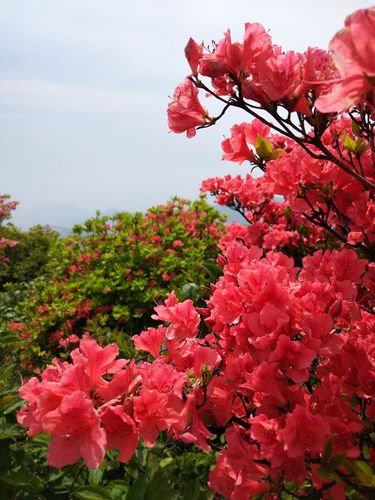 大雷山杜鹃花正灿烂