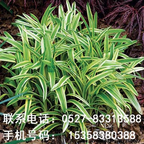 常年批发供应金边麦冬草地被植物麦冬草金边麦冬草小苗斑叶麦冬