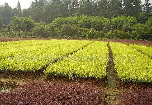 花卉苗木的四季养护要点